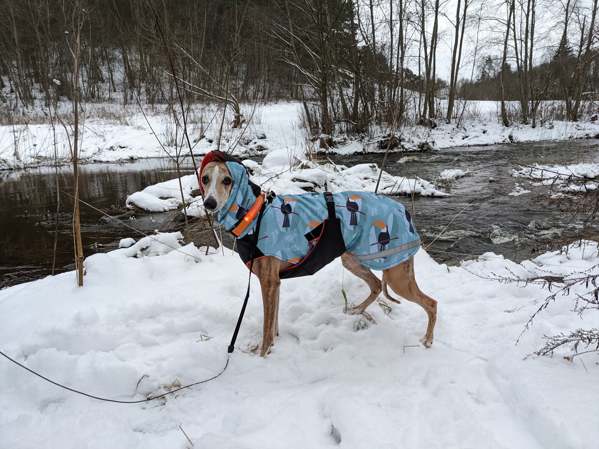 Dog Coat 3